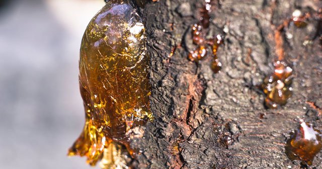 çam sakızı lekeleri nasıl çıkar