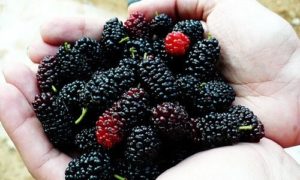 dut lekesi nasıl çıkar