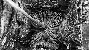 bacadaki zift nasıl temizlenir