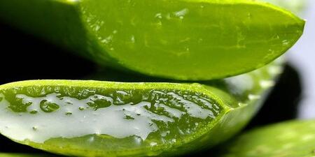 aloe vera kullanım alanları