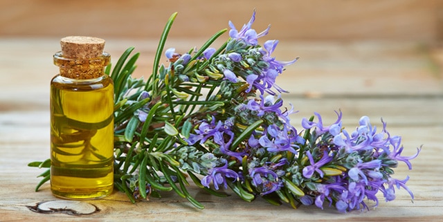 biberiye yağının faydaları